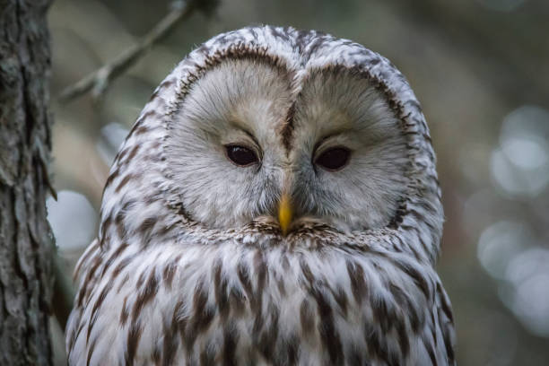 istock Portrait of a Ural owl 1169600564