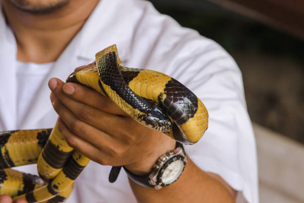 istock Malayan Krait is on a man's hand. 1169600597