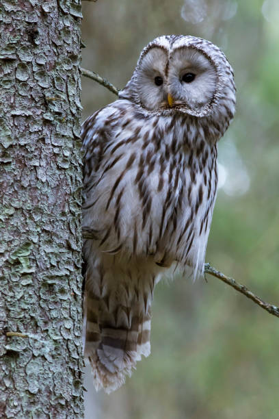 istock Portrait of a Ural owl 1169600607