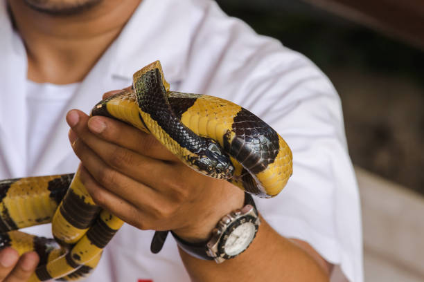 istock Malayan Krait is on a man's hand. 1169600671