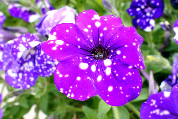 istock bright beautiful Petunia Constellation Virgo 1169600742