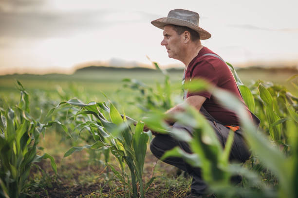 istock Senior farmer working in field 1169600813