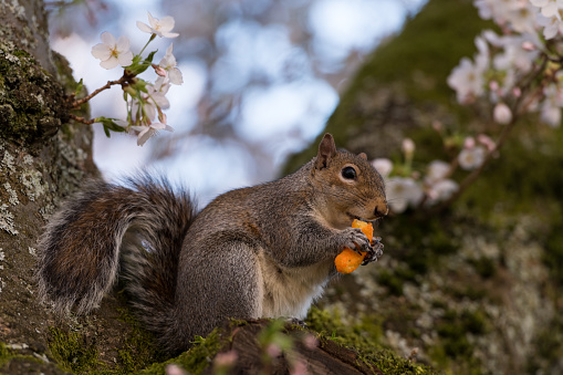 A Squirrel at the UW Quad eating a Cheese Puff in a Cherry Blossom Tree.