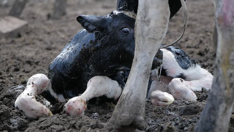 199 Animal Giving Birth Stock Videos and Royalty-Free Footage - iStock 199 Animal Giving Birth Stock Videos and Royalty-Free Footage - iStock