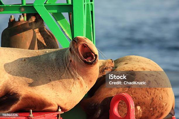 Seelöwen Boje Ocean Alaska Northwest Schlafen Puking Rülpsen Barking Stockfoto und mehr Bilder von Alaska - US-Bundesstaat