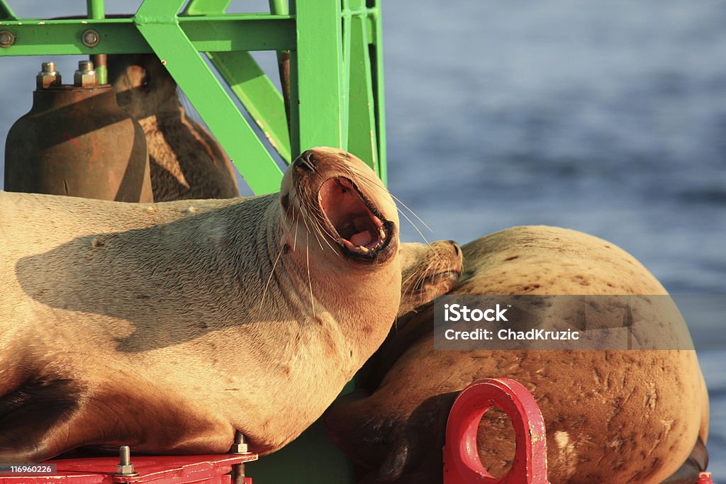 Leões marinhos Bóia Ocean Alasca noroeste de dormir Puking Burping Barking - Foto de stock de Agricultura royalty-free
