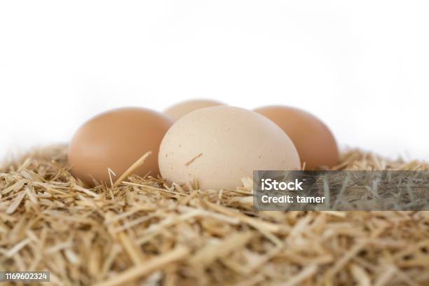 Organic Eggs Stock Photo - Download Image Now - Animal Egg, Egg - Food, Hay