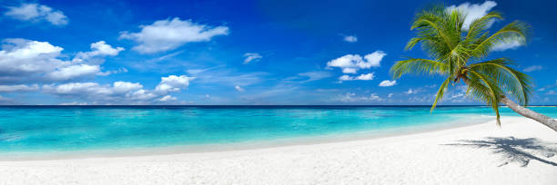 coco palm on tropical paradise beach tropical paradise beach with white sand and coco palms travel tourism wide panorama background concept bahamas photos stock pictures, royalty-free photos & images