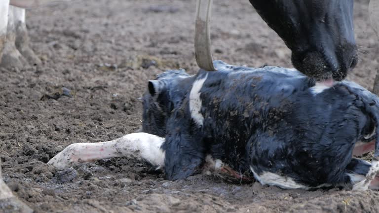 199 Animal Giving Birth Stock Videos and Royalty-Free Footage - iStock 199 Animal Giving Birth Stock Videos and Royalty-Free Footage - iStock