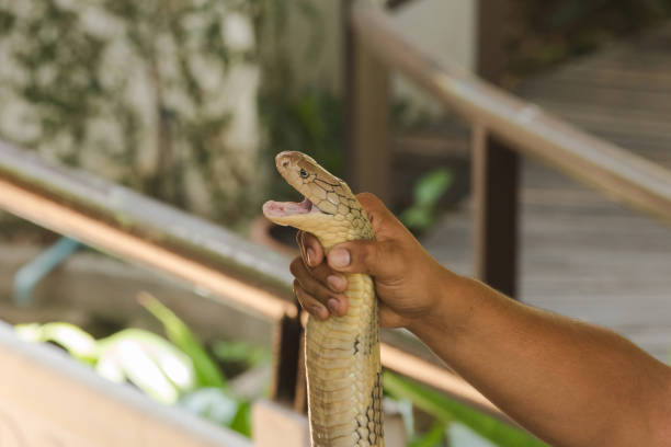 istock The man's hand is holding the King cobra. 1169603774