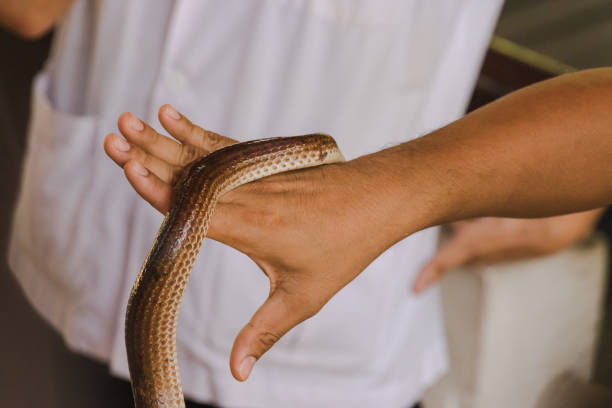 istock Sunbeam snake on the hands of men 1169603995