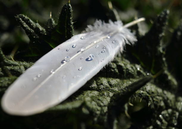 Picture of white feather with drop from rain on green plant (thistle) with spine, prickle and thorn. Picture of white feather with drop from rain on green plant (thistle) with spine, prickle and thorn. Dew reflect light and rainbow from Sun ray outdoors. Concept of view from close up on quill, tear. barb feather part stock pictures, royalty-free photos & images