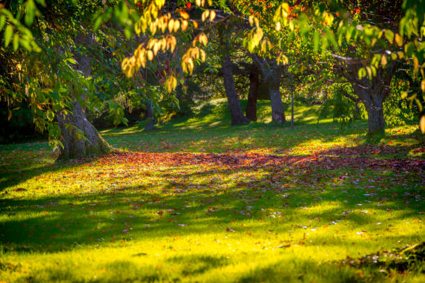 Colorful park in autumn. Botanical garden in Gothenburg, Sweden. Red leaves on the ground.