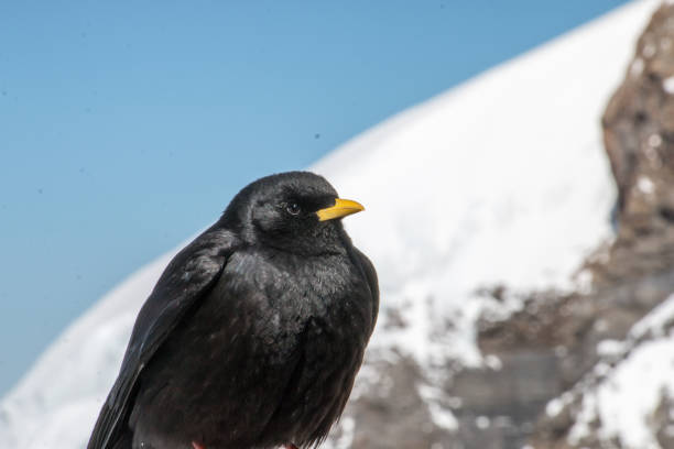 istock Black birds sit on railing at the Jungfraujoch 1169609753