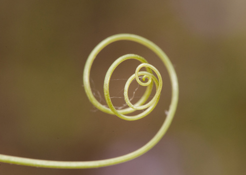 Brionia dioica red bryony and white bryony bud of this climbing plant, spirally wound green background natural lighting