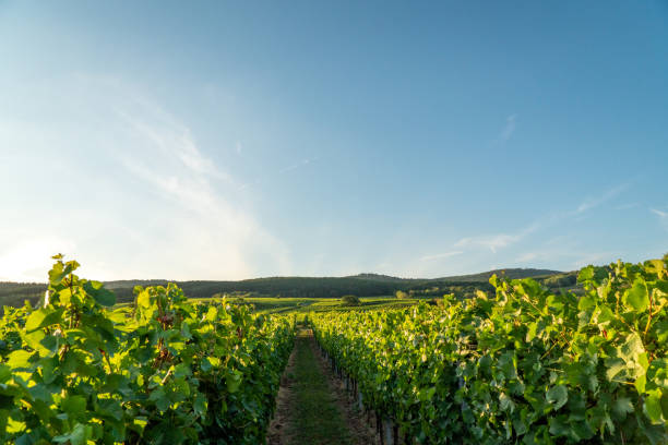 duitse wijngaarden - rheingau stockfoto's en -beelden