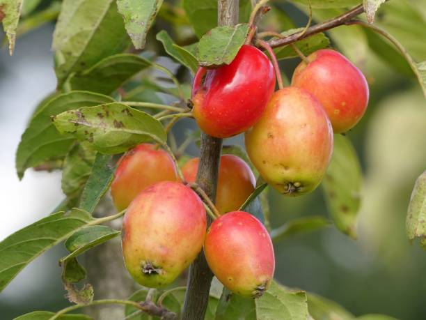 istock Malus John Downie Crab Apple with edible fruit used for making preserves 1169610151