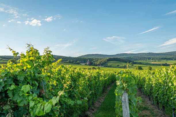 viñedos alemanes - rheingau fotografías e imágenes de stock