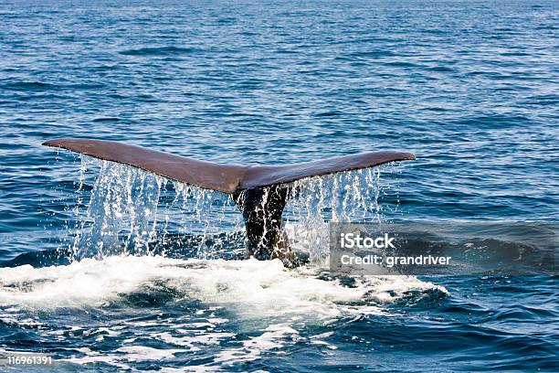 Coda Di Balena - Fotografie stock e altre immagini di Capodoglio - Capodoglio, Alaska - Stato USA, Acqua