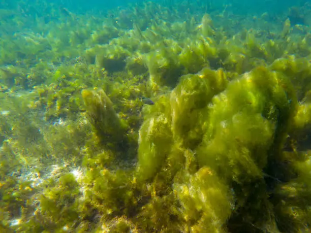 Photo of Seaweed on marine plants, underwater photo of tropical seashore. Mossy plant on coral reef. Phytoplankton undersea