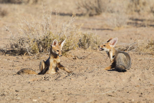 istock Cape Fox in Kgalagadi 1169614027