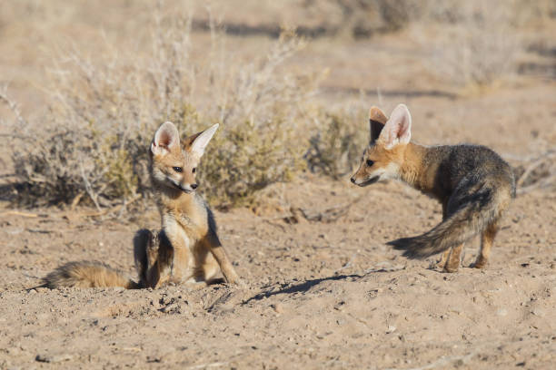 istock Cape Fox in Kgalagadi 1169614034