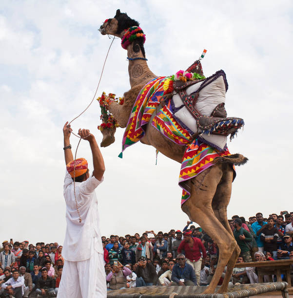 인도 라자스탄에서 열리는 낙타 축제 에서 드로메다리 낙타 춤 - pushkar camel fair 뉴스 사진 이미지