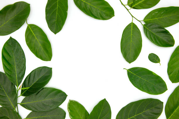 istock Green leaf composition with text place in center on white background. Summer leaf frame top view photo 1169615194