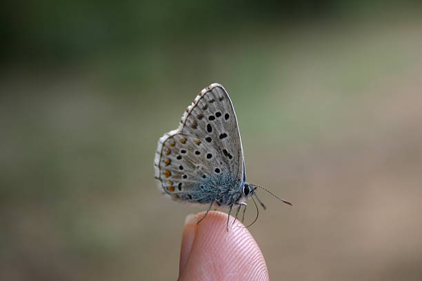 istock Butterfly kisses 116961702