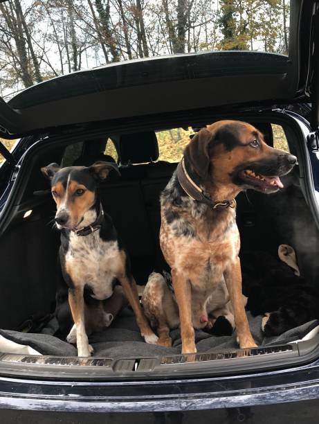 istock Two mixed breed dogs in car trunk 1169617646