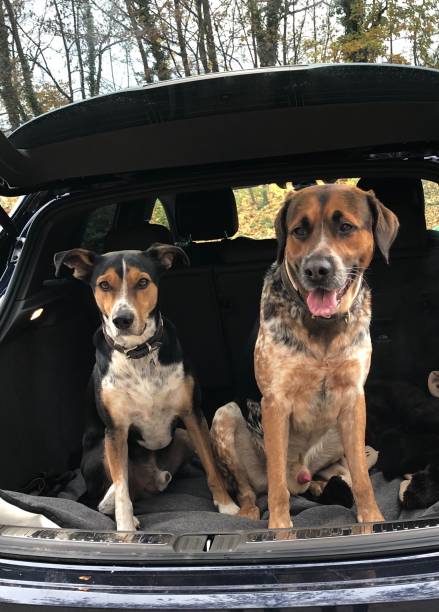 istock Two mixed breed dogs in car trunk 1169617676