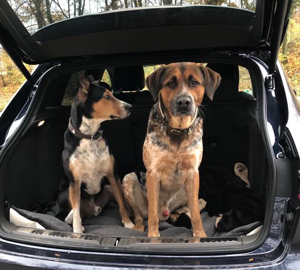 istock Two mixed breed dogs in car trunk 1169617681