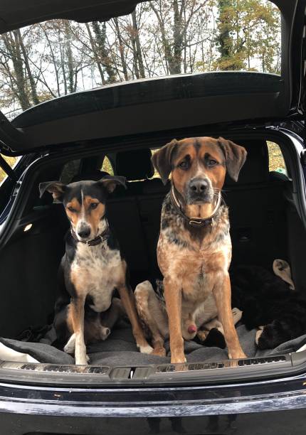istock Two mixed breed dogs in car trunk 1169617691