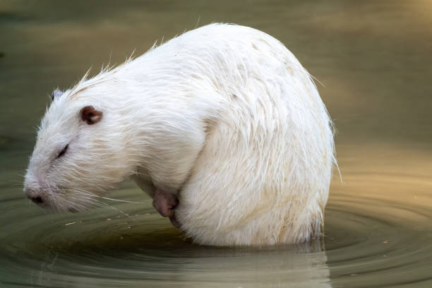 large white coypu or nutria sits in a shallow pond. - nutria rodent beaver water imagens e fotografias de stock