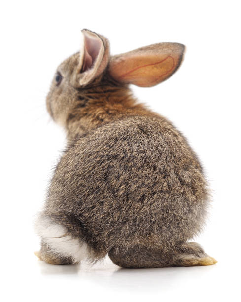 istock The back of a brown rabbit. 1169619752