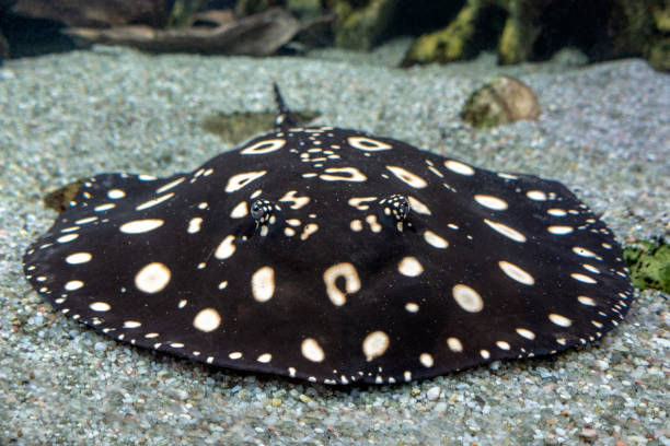 istock Xingu River ray, White-blotched river stingray ,Potamotrygon leopoldi 1169621585