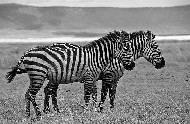 istock Zebra Twins in the Serengeti (black/white) 116962182