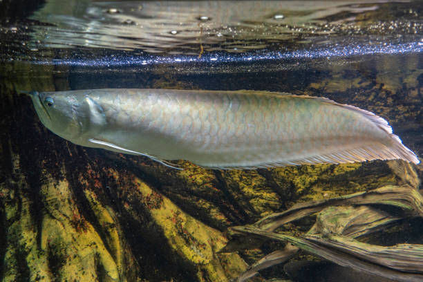 istock Exotic Silver Arowana fish closeup photo. 1169622154