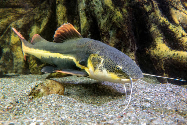 istock Catfish. Pseudoplatystoma or barred sorubim, close up 1169622356
