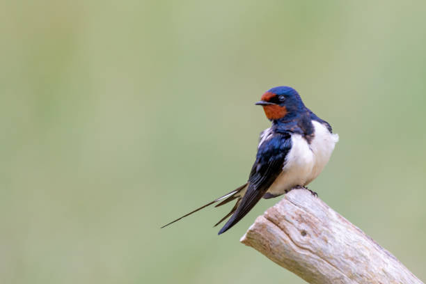 istock barn swallow (Hirundo rustica)on Amrum in Northern Germany 1169622378