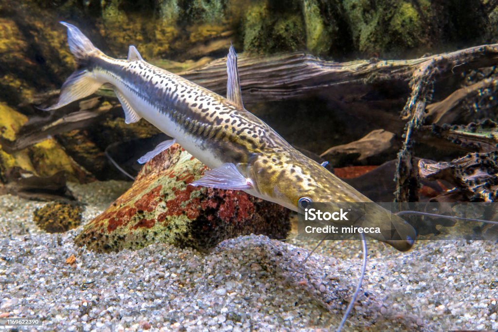 Pesce gatto shovelnose tigre , Sorubim lima Duckbill Catfish - Foto stock royalty-free di Acqua