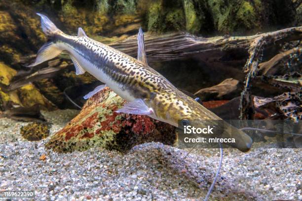Pesce Gatto Shovelnose Tigre Sorubim Lima Duckbill Catfish - Fotografie stock e altre immagini di Acqua