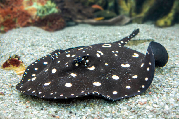 istock Xingu River ray, White-blotched river stingray ,Potamotrygon leopoldi 1169623020