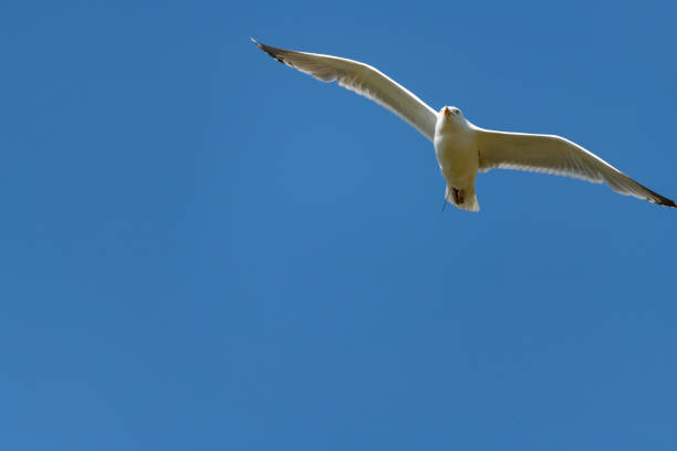 istock lesser black-backed gull (larus fuscus)on the german Island Amrum (Oomram) in Germany 1169623524