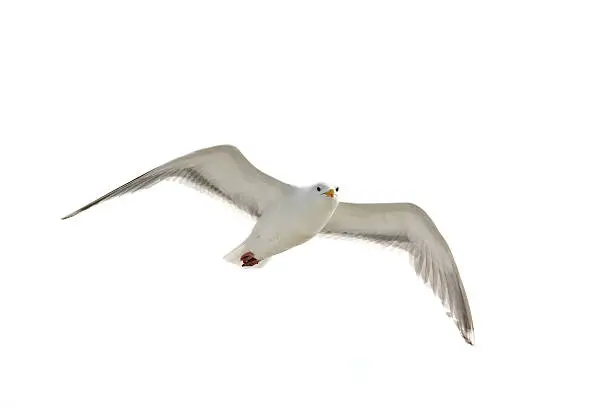 A seagull in flight looking at the camera.