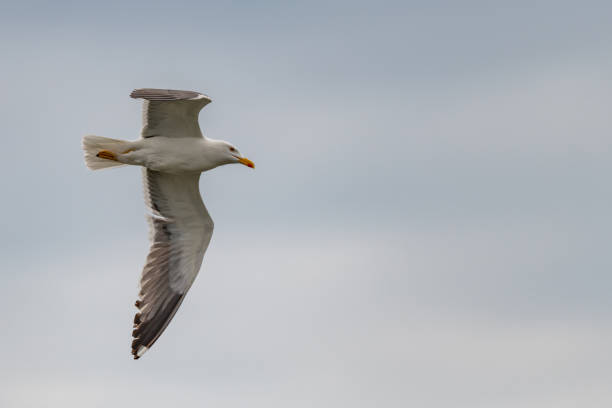 istock lesser black-backed gull (larus fuscus)on the german Island Amrum (Oomram) in Germany 1169624267