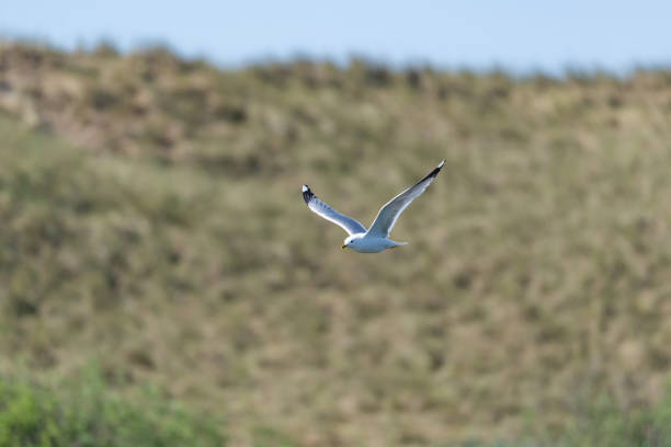 The Common Gull (larus canus) on the german Island Amrum (Oomram), Germany