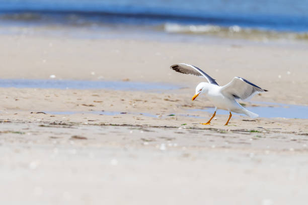 A seagull flying over a rocky beach. Shot with a Canon 5D Mark IV.