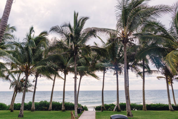 istock palm trees on the horizon 1169625444