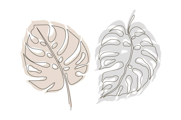 экзотические monstera непрерывной одной линии рисунок летний тропический лист стороны обращается на белом фоне минималистский дизайн. monstera ли - large leaf stock illustrations